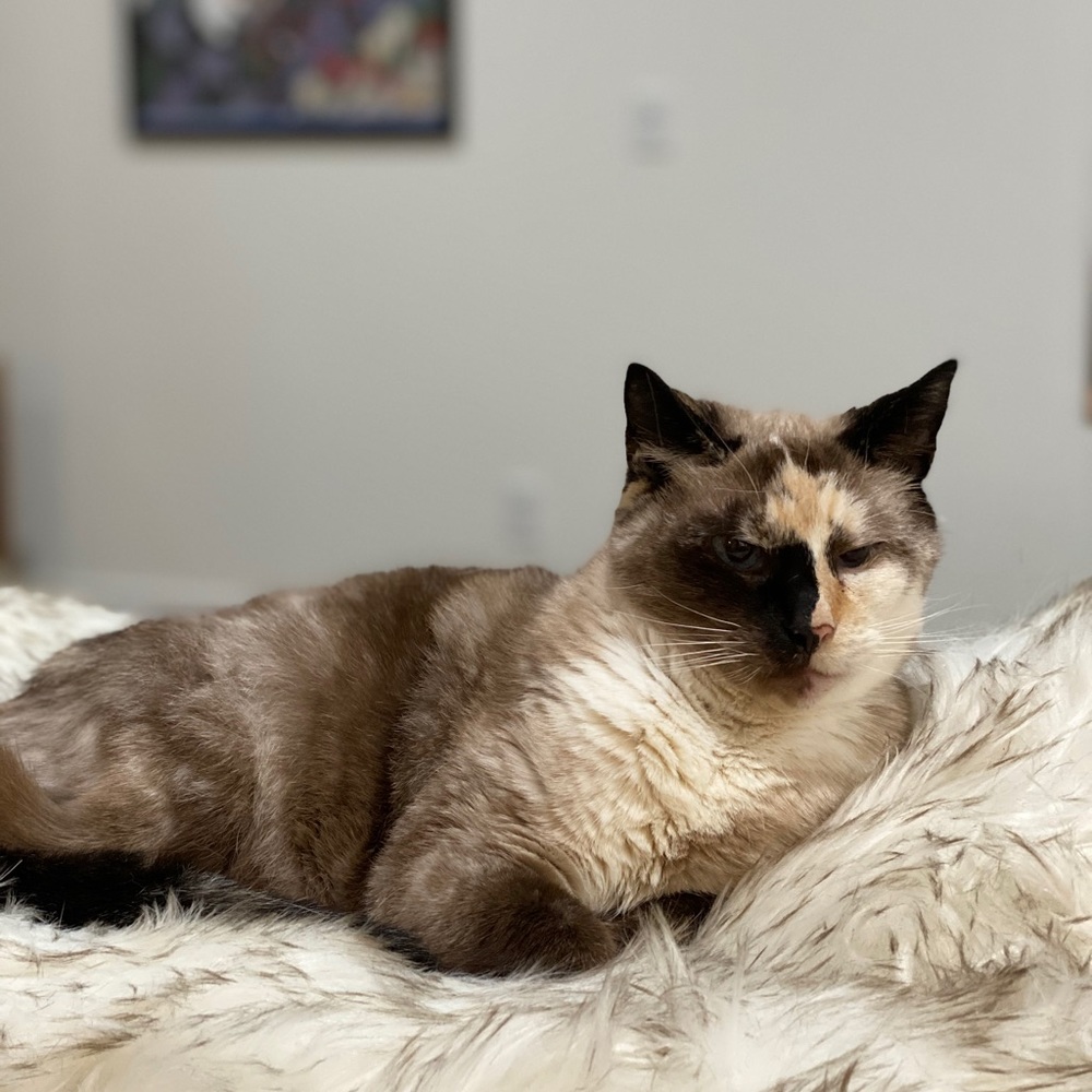 Cat for sale